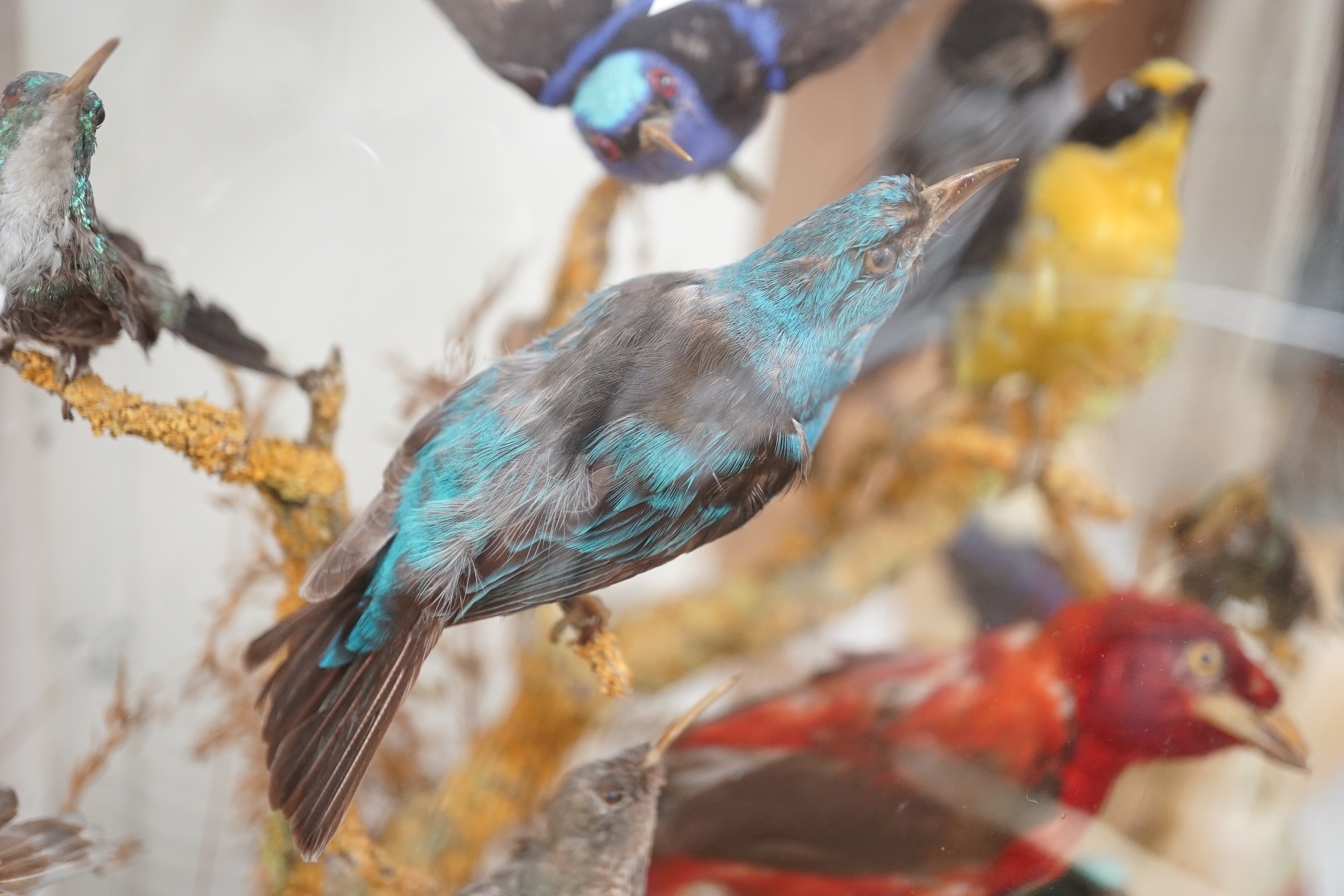 A Victorian taxidermic exotic aviary group of mainly South American birds, to include a Venezuelan troupial, seven-coloured tanager, white-bellied hummingbird etc., under glazed dome. 51.5cm high overall